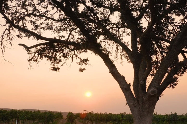 A sunset with a tree at Grandeur's White Flower vineyard