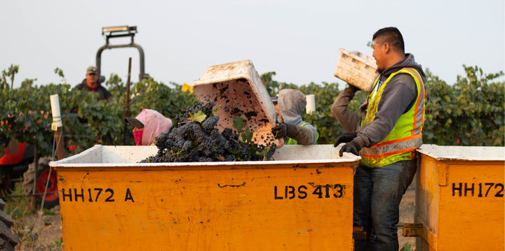 Vineyard workers loading grapes into yellow bins at Grandeur's White Flower vineyard