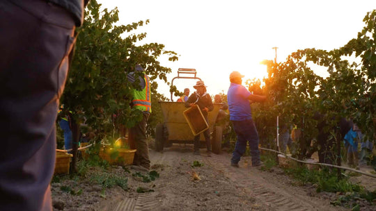 Vineyard workers harvesting grapes on Grandeur's organic White Flower vineyard.