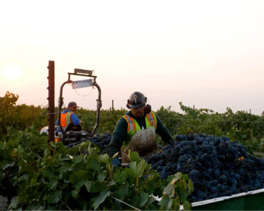 A wearing vineyard wearing a safety vest worker loading organic grapes into a bucket. 